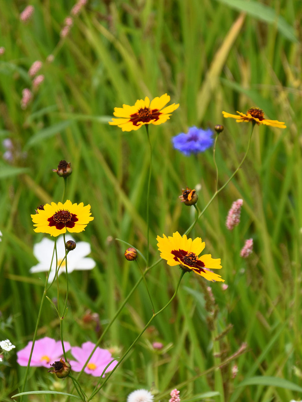 Blumensamen wienliebe