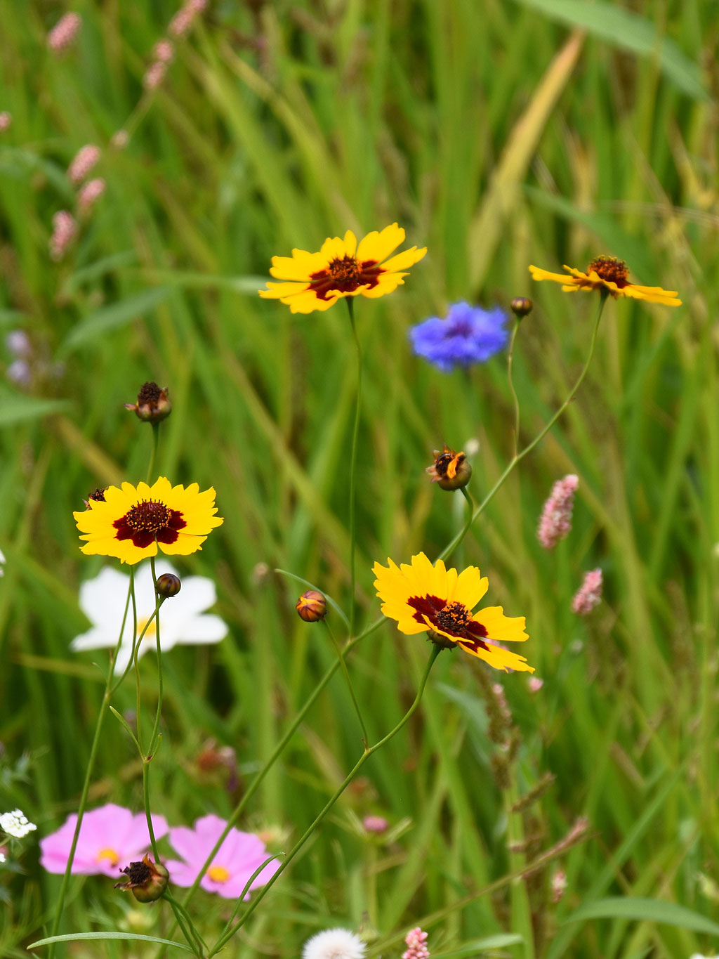 Blumensamen wienliebe